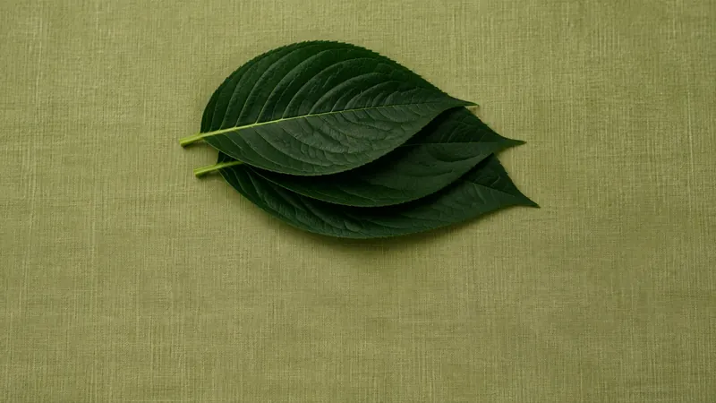 苔色の布の上に、深い緑の葉が三枚ずらして重ねてある